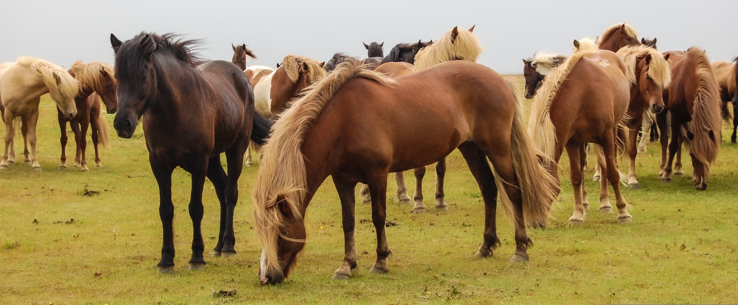 horses 2157629